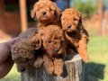 Orijinal Aşılı Toy Poodle Yavrular 