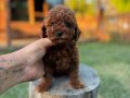 Orijinal Aşılı Toy Poodle Yavrular 