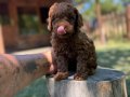 Orijinal Aşılı Toy Poodle Yavrular 