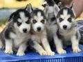 Mavi Göz Husky Yavrular 
