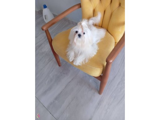 Korea maltese teacap SCR li A kalite 