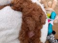 TEACUP POODLE BEBEĞİMİZ YENİ YUVASINI ARIYOR