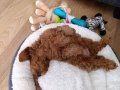 TEACUP POODLE BEBEĞİMİZ YENİ YUVASINI ARIYOR