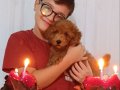 TEACUP POODLE BEBEĞİMİZ YENİ YUVASINI ARIYOR