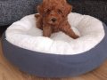 TEACUP POODLE BEBEĞİMİZ YENİ YUVASINI ARIYOR