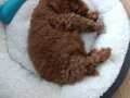 TEACUP POODLE BEBEĞİMİZ YENİ YUVASINI ARIYOR