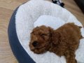 TEACUP POODLE BEBEĞİMİZ YENİ YUVASINI ARIYOR