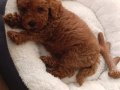 TEACUP POODLE BEBEĞİMİZ YENİ YUVASINI ARIYOR