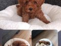 TEACUP POODLE BEBEĞİMİZ YENİ YUVASINI ARIYOR