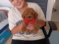 TEACUP POODLE BEBEĞİMİZ YENİ YUVASINI ARIYOR