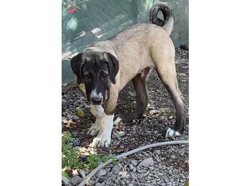 SAHİPLENDİRİYORUZ