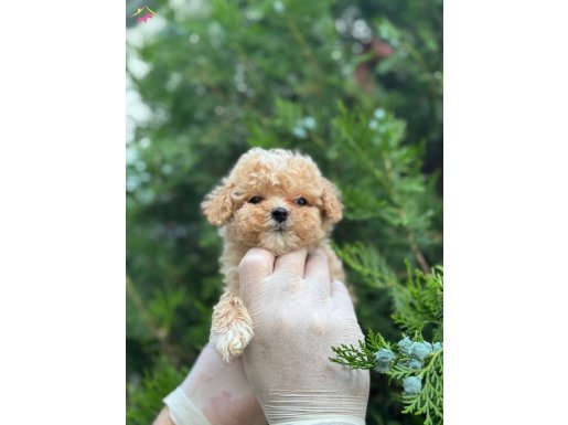 Maltipoo yavrular dişi erkek mevcut