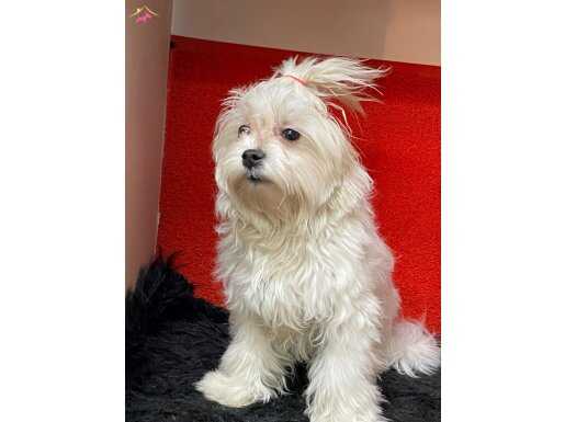 A kalite maltese bebek