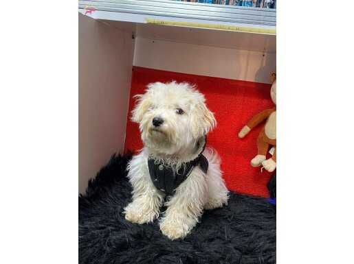 A kalite Maltese terrier 