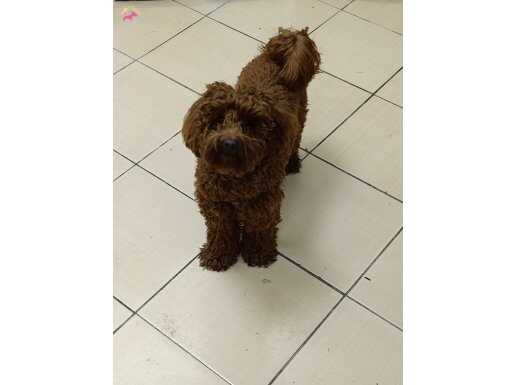 A kalite poodle Toy