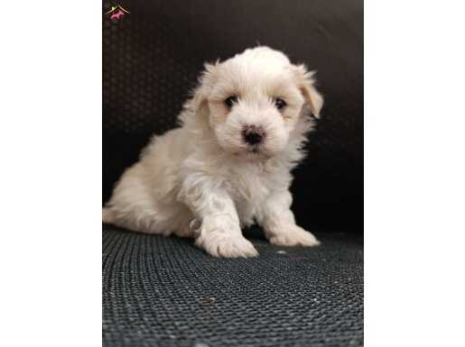 A kalite maltese bebekler 