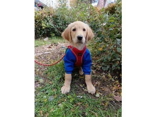 A kalite golden Retriever