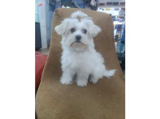 Maltese terrier a kalite bebek 