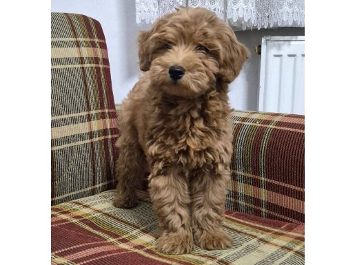 A kalite toy poodle