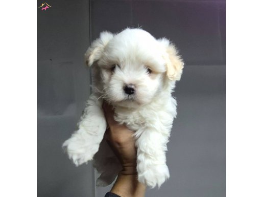 A kalite maltese bebekler