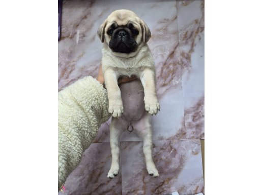 A kalite pug