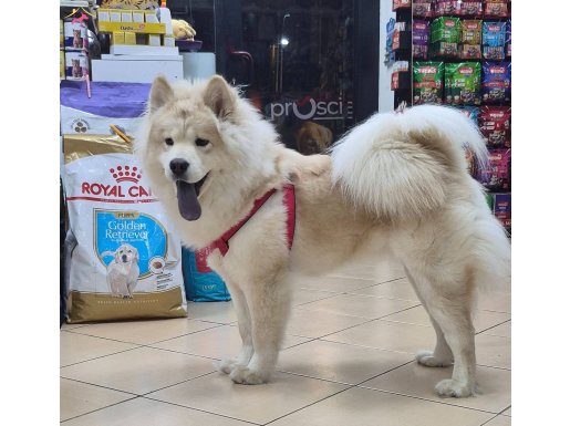 A kalite chow chow 