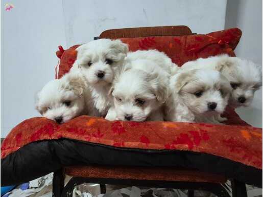 A kalite maltese bebekler