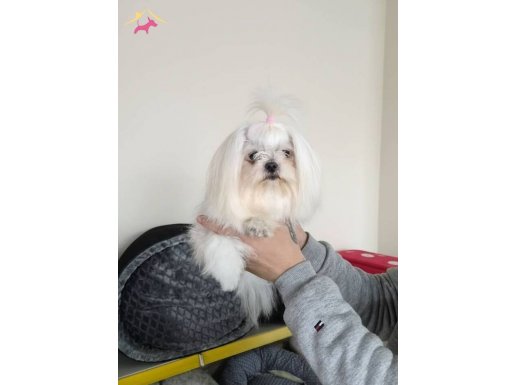 A kalite maltese terrier 