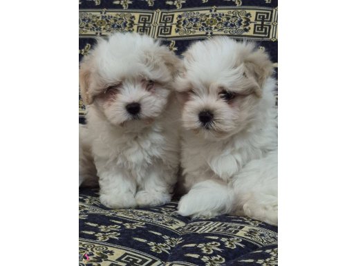 A kalite maltese terrier