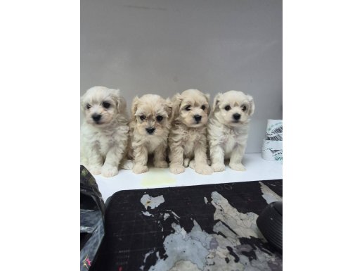 Antialerjik Kürklü Sosyal Maltese Terrier Yavruları