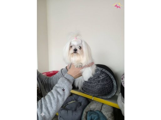 A kalite kore kan maltese Terrier