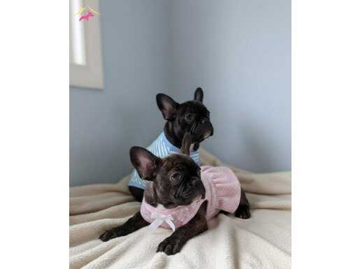 Karizmatik French Bulldog Yavruları | Sosyal ve Eğitilmiş