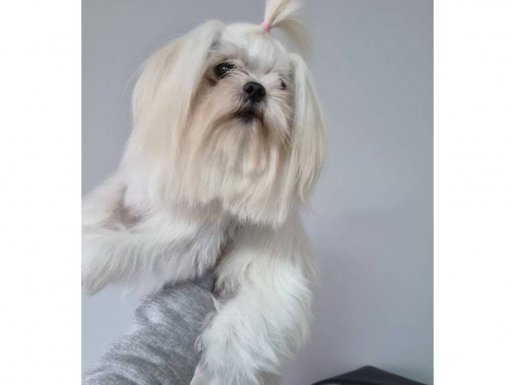 A Kalite Kore Maltes