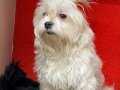 A kalite maltese bebek