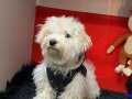A kalite Maltese terrier 