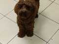 A kalite poodle Toy
