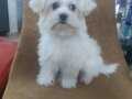 Maltese terrier a kalite bebek 