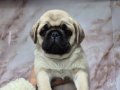 A kalite pug