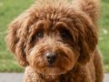 Antialerjik Karakterli Kızıl Toy Poodle | Eğitimi Tam Sosyal Dost