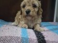 A kalite Maltipoo Bebekler 