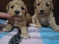 A Kalite Poodle