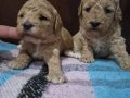 A Kalite Poodle