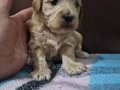 A Kalite Poodle