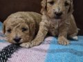 A Kalite Poodle
