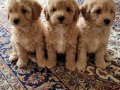 A Kalite Maltipoo Bebekler