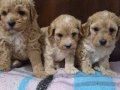 A Kalite Maltipoo Bebekler