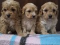 A Kalite Maltipoo Bebekler