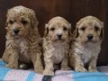 A Kalite Maltipoo Bebekler