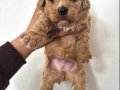 A Kalite Maltipoo Bebekler