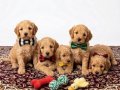 A Kalite Toy Poodle Bebekler